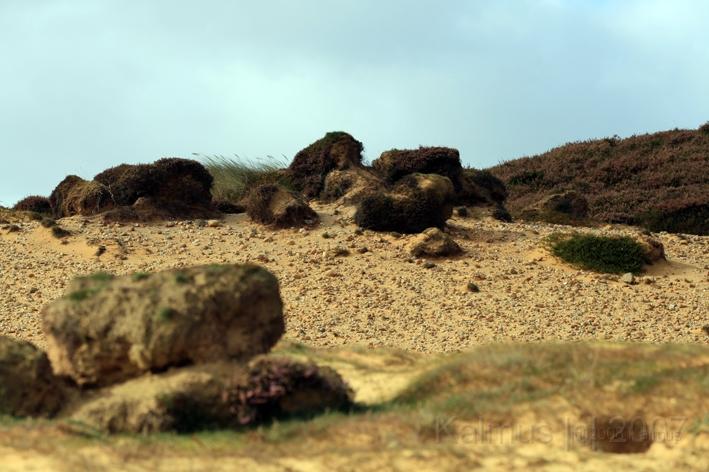 Morsum Kliff 6.jpg - Düne am Morsum Kliff